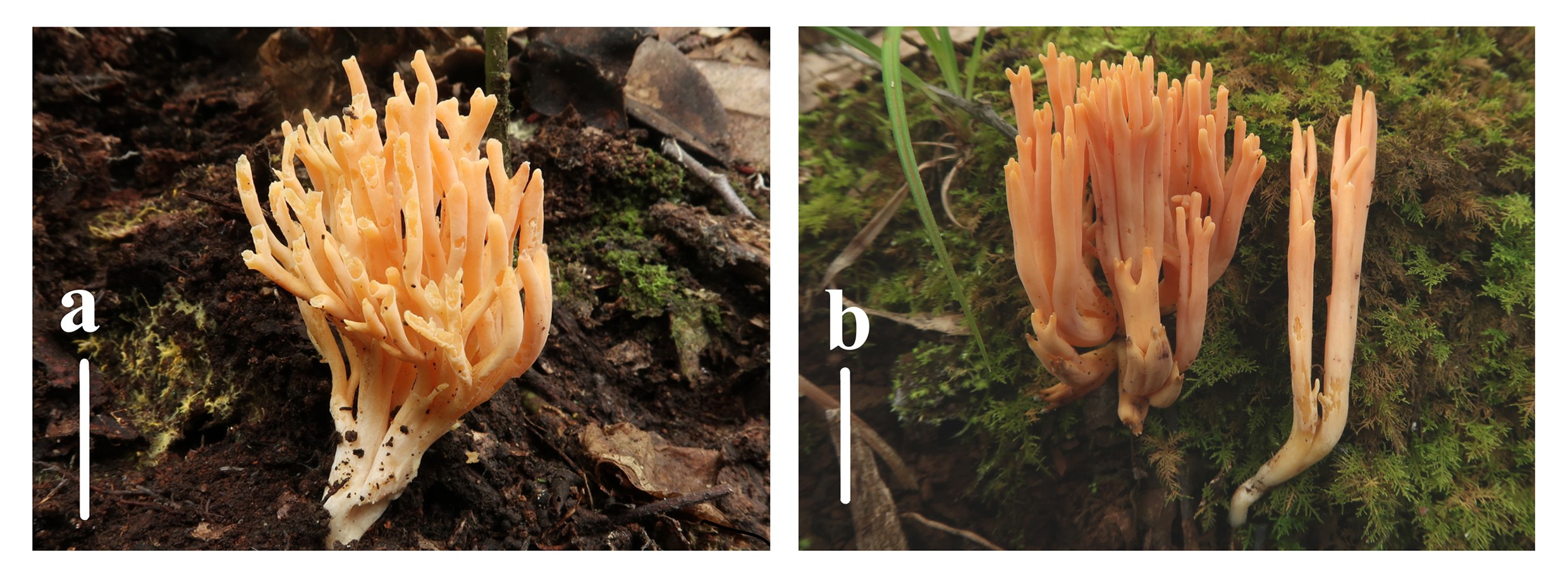 Figure 36